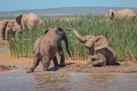Afrikanische Elefantenherde (Loxdonta), die sich um ein Wasserloch im Addo Elephant Park in Südafrika versammelt und interagiert