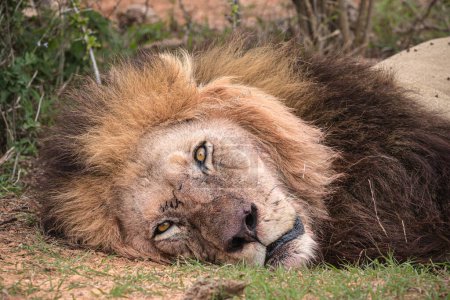 Extreme close up of a scarred single adult male lion (Panthera leo) lying down and looking to the side in the Addo Elephant National Park, South Africa