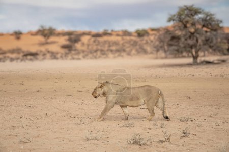 Single female lioness (Panthera leo) walking through the bush veld in the Addo Elephant National Park, South Africa