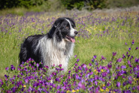 Foto de Retrato de un hermoso borde collie en la primavera con flores - Imagen libre de derechos