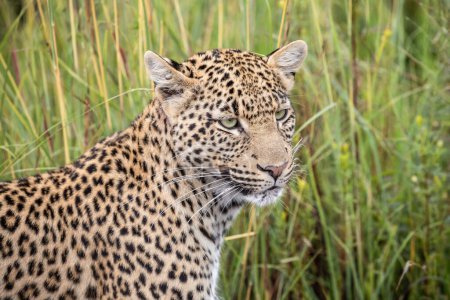 Foto de Single alert, standing male, adult Cheetah, Acinonyx jubatus, en Sudáfrica - Imagen libre de derechos