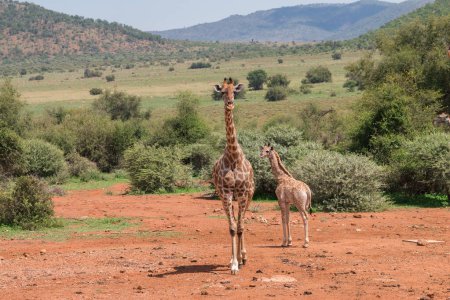 Daytime view of Giraffes walking in Pilanesberg National Park in South Africa