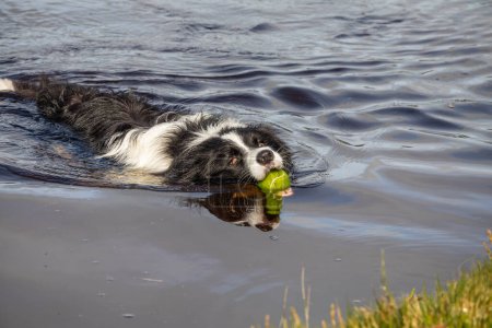 Foto de Border collie dog swimming in the water in the lake, summer day - Imagen libre de derechos