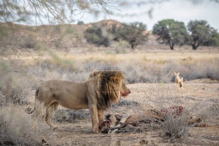 Foto de León macho adulto soltero (Panthera Leo) parado y comiendo un cadáver de un búfalo, en el Parque Transfronterizo Kgalagadi, Sudáfrica - Imagen libre de derechos