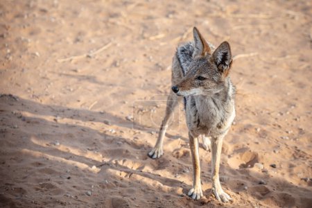 Black-backed Jackal (Canis mesomelas), standing in  Park, South Africa