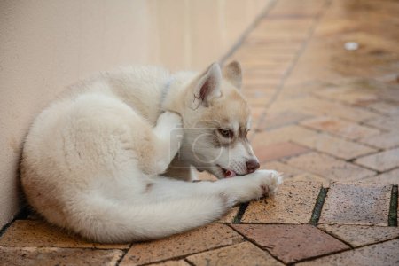 Foto de Blanco siberiano husky cachorro perro de cerca. - Imagen libre de derechos
