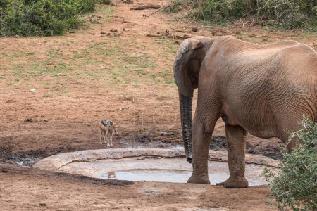 Einsamer Elefant sucht Wasser in der Savanne Afrikas