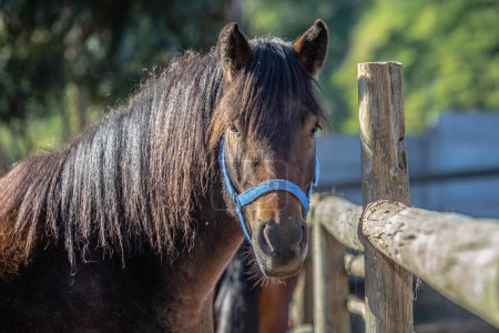 Téléchargez les photos : Portrait of horse in stable at daytime, closeup shot - en image libre de droit