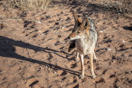 Téléchargez les photos : Black-backed Jackal (Canis mesomelas), standing in  Park, South Africa - en image libre de droit