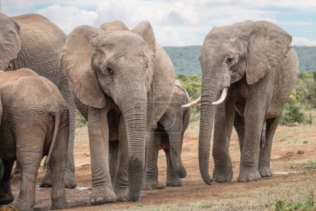 Téléchargez les photos : Vue arrière d'un troupeau d'éléphants d'Afrique (Loxdonta) se fraisant autour d'un trou d'eau avec des éléphants nourrissons au premier plan, à Addo Elephant Park, Afrique du Sud - en image libre de droit