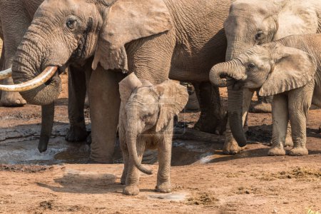 Téléchargez les photos : Troupeau d'éléphants d'Afrique (Loxdonta) se rassemblant et interagissant autour d'un trou d'eau au parc Addo Elephant en Afrique du Sud - en image libre de droit