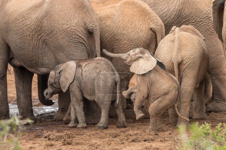 Foto de Manada de elefantes africanos (Loxdonta) reuniéndose e interactuando alrededor de un pozo de agua en el Parque del Elefante Addo en Sudáfrica - Imagen libre de derechos