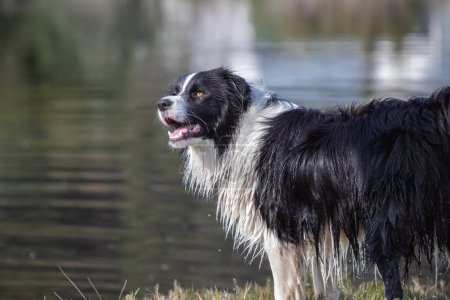Foto de Frontera collie perro cerca del agua en el lago, día de verano - Imagen libre de derechos