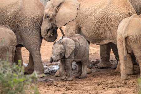 Téléchargez les photos : Herd of African elephants (Loxdonta) gathering and interacting around a waterhole at the Addo Elephant Park in South Africa - en image libre de droit