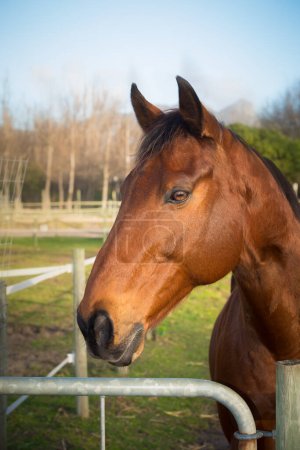 Foto de Retrato de un hermoso caballo en el paddock sobre fondo natural - Imagen libre de derechos