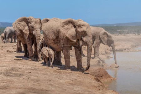 Manada de elefantes africanos (Loxdonta) reuniéndose e interactuando alrededor de un pozo de agua en el Parque del Elefante Addo en Sudáfrica