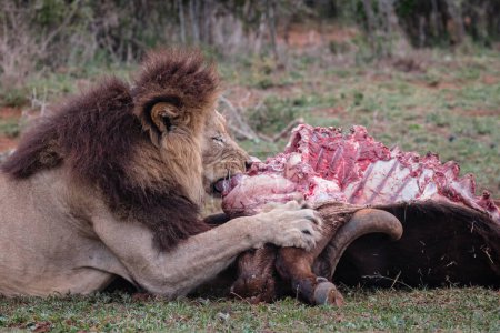 Male lion lying and eating carcass of a buffalo, in Addo Elephant National Park, South Africa