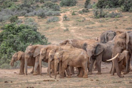 Rear view of a herd of African Elephants (Loxdonta) milling around a waterhole with infant elephants in the foreground, in Addo Elephant Park, South Africa