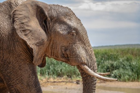 grand éléphant d'Afrique (Loxdonta) dans Addo Elephant Park en Afrique du Sud