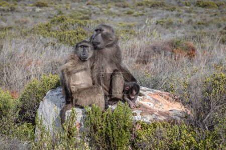 Gruppe der Chacma-Paviane, Papio ursinus, am Pilanesberg, Südafrika