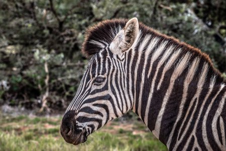 Téléchargez les photos : Single Burchell's Zebra at South Africa, portrait of Equus Quagga Burchellii - en image libre de droit