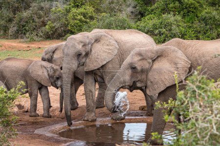  Afrikanische Elefantenkälber (Loxdonta) mit Schlamm im Addo Elephant National Park in Südafrika