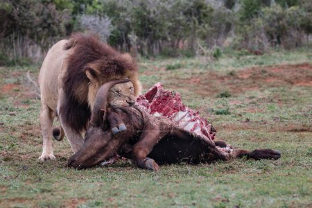 Single adult male lion (Panthera Leo) standing and eating a carcass of a buffalo, in the Kgalagadi Transfrontier Park, South Africa