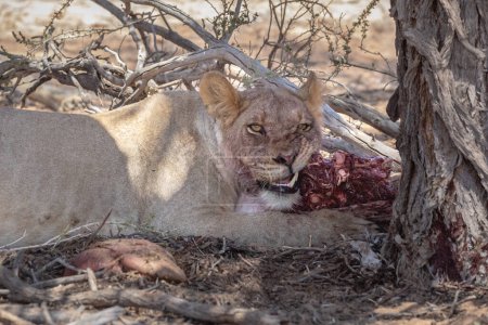 Leona soltera, Panthera leo, acostada y comiendo un cadáver de un búfalo, en el Parque Nacional Elefante Addo, Sudáfrica