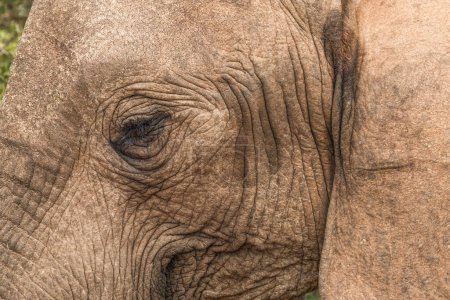 Primer plano de una cabeza de un gran elefante africano (Loxdonta) en Addo Elephant Park en Sudáfrica