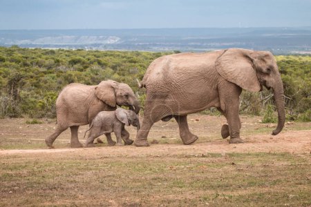 Photo for Rear view of a herd of African elephants (Loxdonta) walking along a dusty gravel road in Addo Elephant Park,South Africa - Royalty Free Image