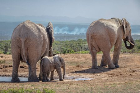 Vista trasera de una manada de elefantes africanos (Loxdonta) caminando a lo largo de una carretera de tierra polvorienta en Addo Elephant Park, Sudáfrica