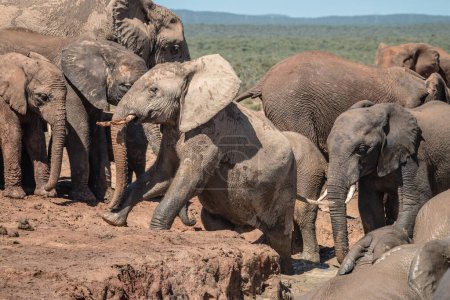 Manada de elefantes africanos (Loxdonta) reuniéndose e interactuando alrededor de un pozo de agua en el Parque del Elefante Addo en Sudáfrica
