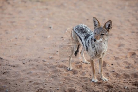 Jackal à dos noir (Canis mesomelas), debout dans Park, Afrique du Sud