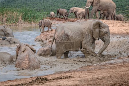  Afrikanische Elefantenkälber (Loxdonta) mit Schlamm im Addo Elephant National Park in Südafrika