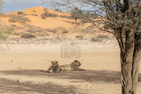 Female lionesses at wild nature of Addo Elephant National Park, South Africa