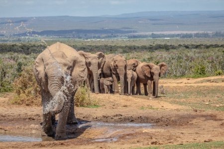 Afrikanische Elefantenherde weidet am Wasserloch der Savanne, Südafrika