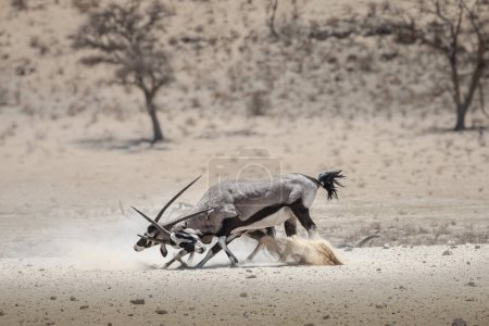 Männliche Oryx kämpfen im Kgalagadi Nationalpark, Südafrika 