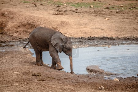 Téléchargez les photos : Éléphant adulte dans la rivière au parc national Addo Elephant - en image libre de droit