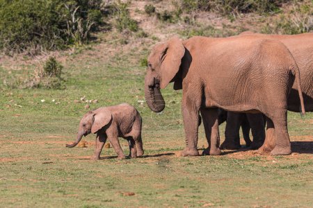 Junger Elefant in afrikanischer Savanne neben Erwachsenen.