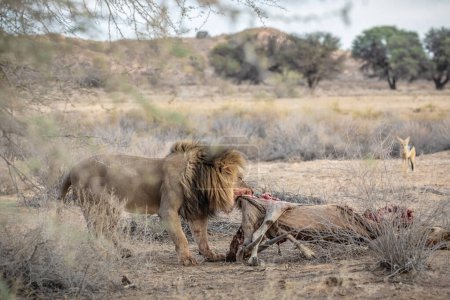 Adult lion eating carcass of a buffalo, in Addo Elephant National Park, South Africa