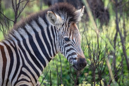 Close up portrait of a single Burchell's Zebra, Equus Quagga Burchellii