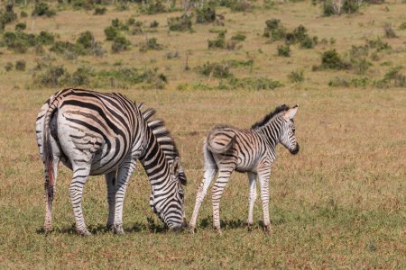 Photo for Daytime view of Zebra family, Equus Quagga Burchellii, in South Africa - Royalty Free Image