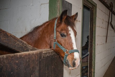 Portrait of horse in stable at daytime, closeup shot 