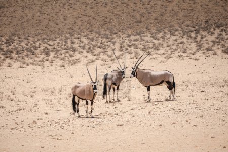 Group of oryx grazing in the Kgalagadi National Park, South Africa 