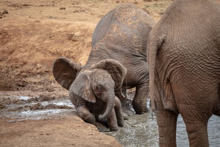 Afrikanische Elefanten ziehen zum Wasserloch in der Savanne, Südafrika