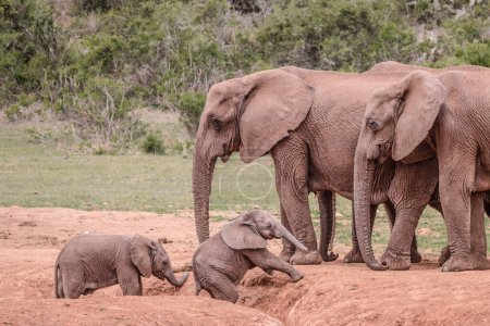 Niedliche Elefantenfamilie in der wilden Natur Afrikas 