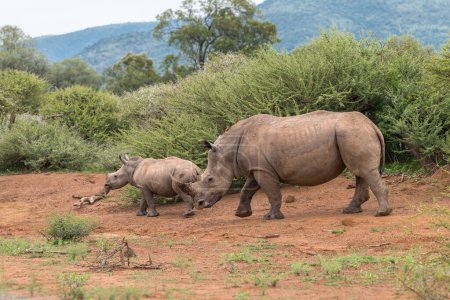 Group of rhinos in african savanna at daytime 