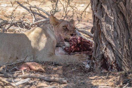 Leona soltera, Panthera leo, acostada y comiendo un cadáver de un búfalo, en el Parque Nacional Elefante Addo, Sudáfrica