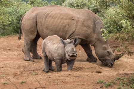 White Rhinoceros family grazing in Pilanesberg, South Africa