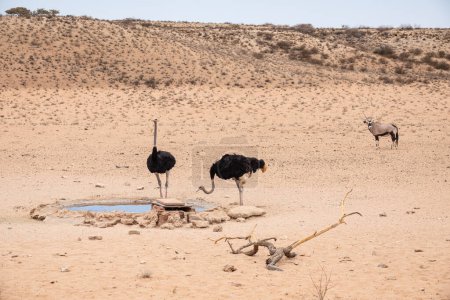 Adult Ostriches resting at Kgalagadi National Park, daytime view 